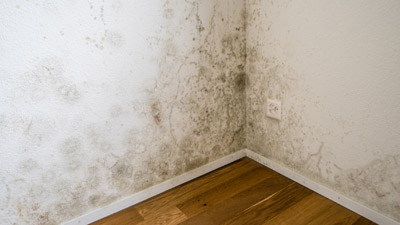 Penészgomba és asztma